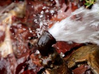 First Steps to Take When you have a Water Leak