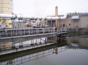 water plant