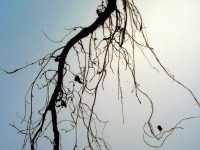 Preventing Tree Roots from Wrecking Your Plumbing