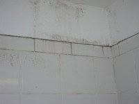 3 Things You Must Know About Toxic Mold