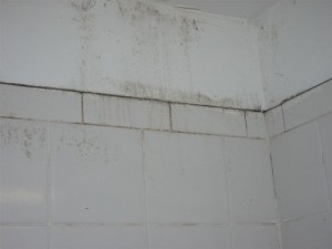 bathroom black mold